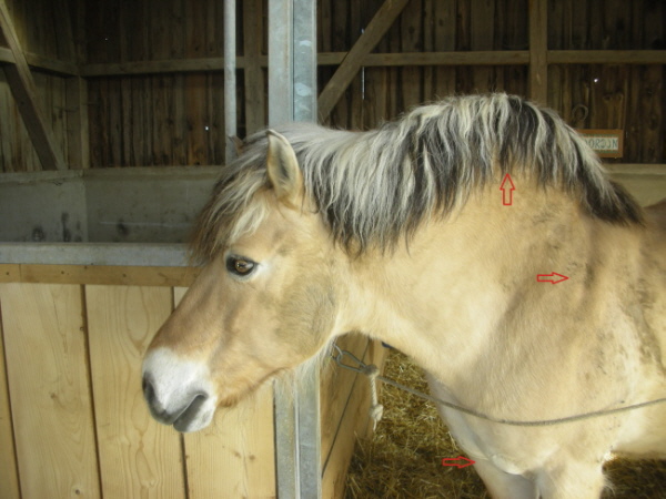 Equine Metabolisch Syndrom EMS beim Pferd