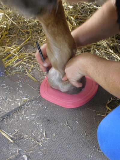Comfortpads zum Schutze des Hufbeins und der Sohle des Pferdes