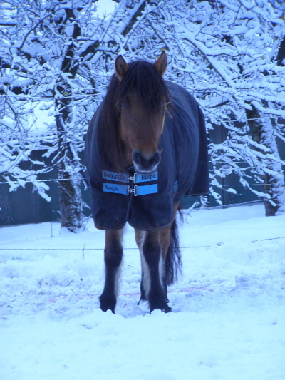 Pferd mit Decke im Schnee